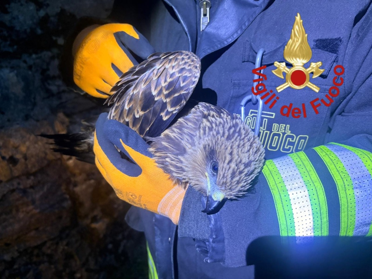 Nibbio in difficoltà al Lago del Segrino soccorso dai Vigili del Fuoco