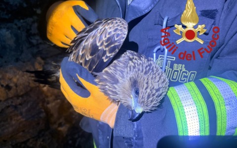 Nibbio in difficoltà al Lago del Segrino soccorso dai Vigili del Fuoco