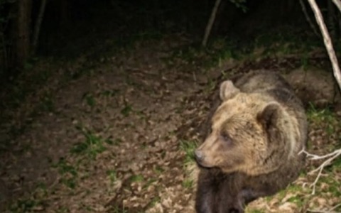 Orso nel Bresciano, 89 le segnalazioni ricevute lo scorso anno