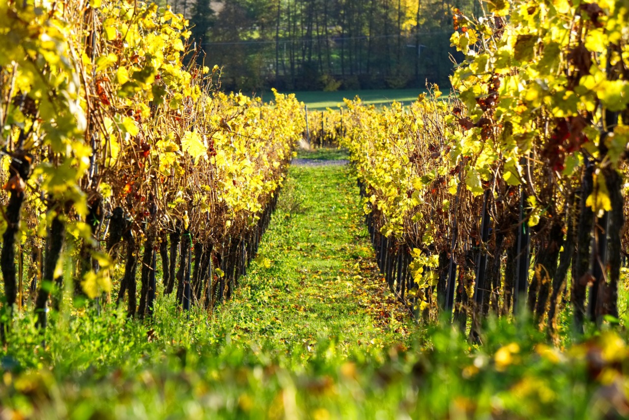 La Strada dei vini: ospiti a Filo Diretto Walter Massa e Carlo Ricagni
