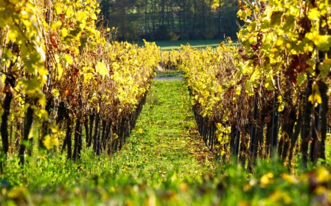 La Strada dei vini: ospiti a Filo Diretto Walter Massa e Carlo Ricagni