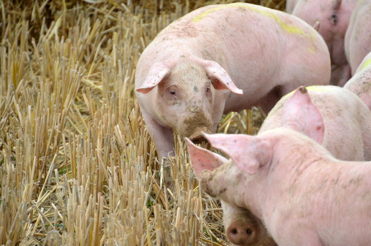 Peste suina, rinvenuta sulla montagna pistoiese la carcassa di un cinghiale positivo al virus