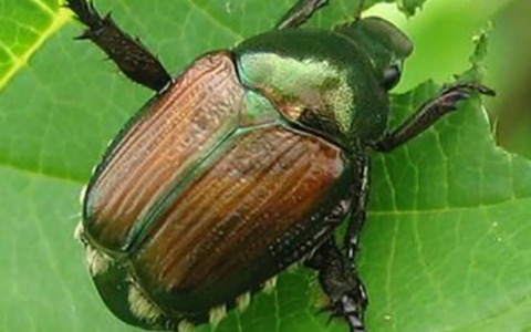 Popillia japonica, cresce l’allarme nell’Alessandrino: attenzione alta anche nelle viti del Novese