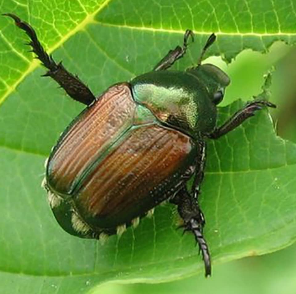 Popillia japonica, cresce l’allarme nell’Alessandrino: attenzione alta anche nelle viti del Novese
