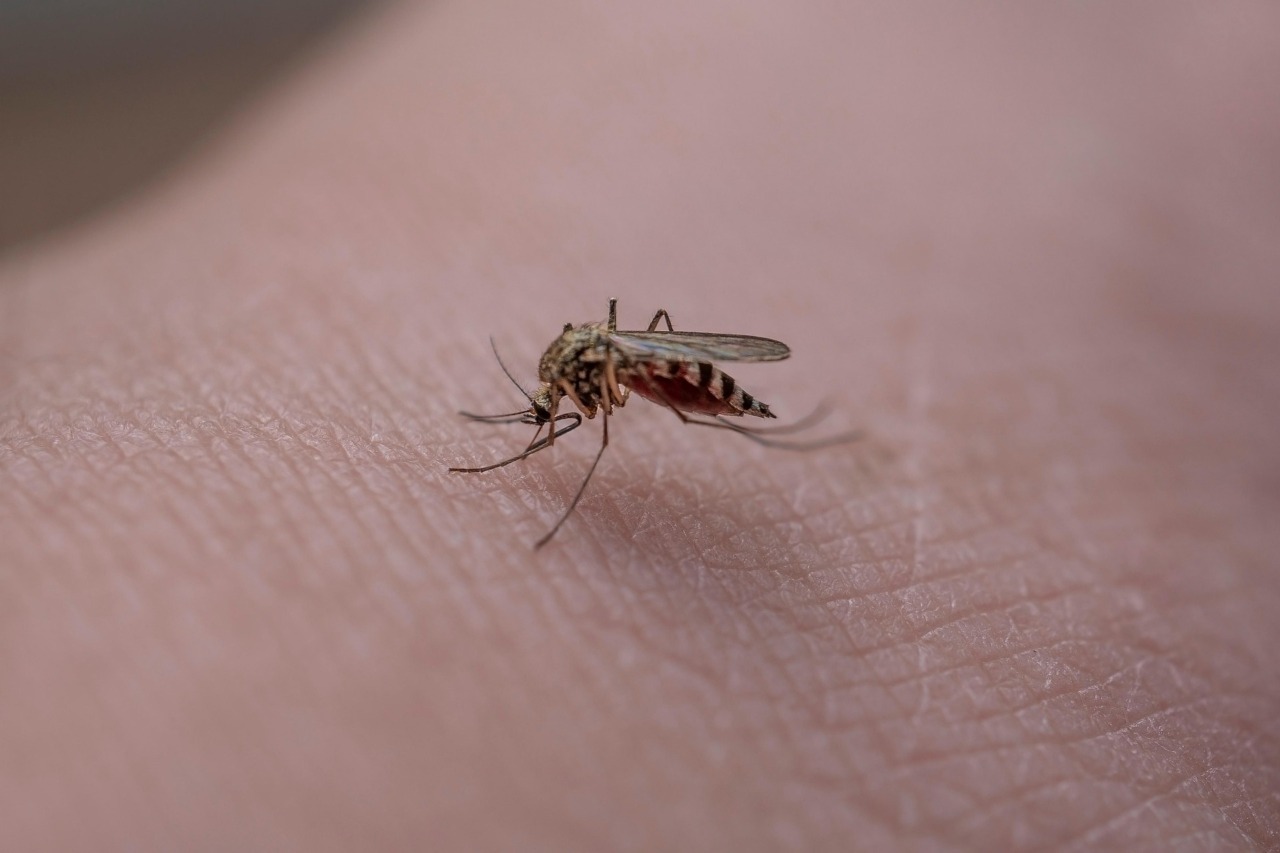 Punture di insetti: come gestire i fastidi e riconoscere le reazioni più importanti