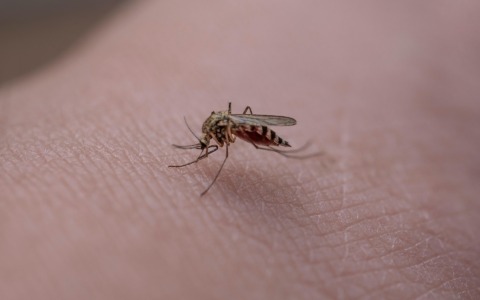 Punture di insetti: come gestire i fastidi e riconoscere le reazioni più importanti