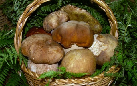 Riparte la stagione dei funghi e riparte il servizio gratuito di controllo di Ats Brianza