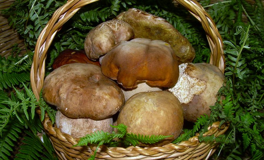 Riparte la stagione dei funghi e riparte il servizio gratuito di controllo di Ats Brianza