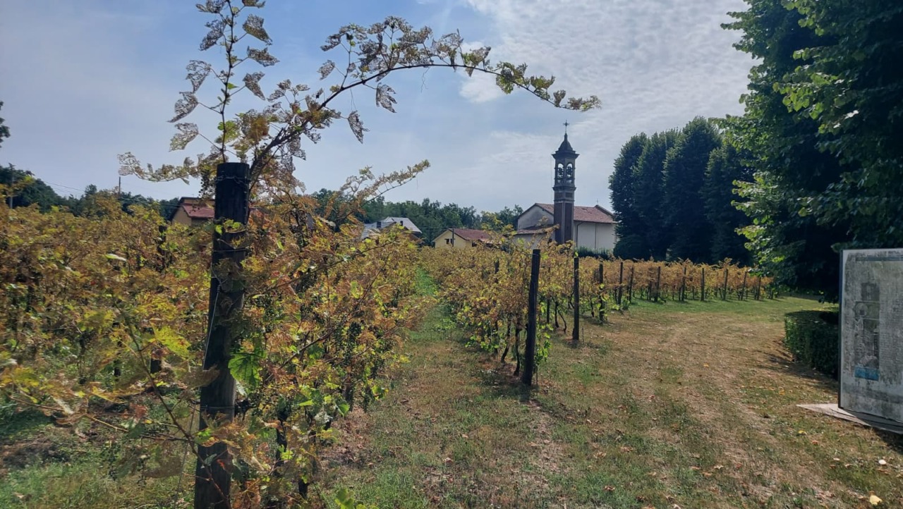 Secondo tentativo: chi vuole il vigneto di Madonna delle Vigne?