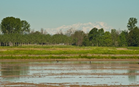 Siccità e caldo, allarme in provincia di Pavia: la Lomellina rischia di perdere parte dei raccolti di riso