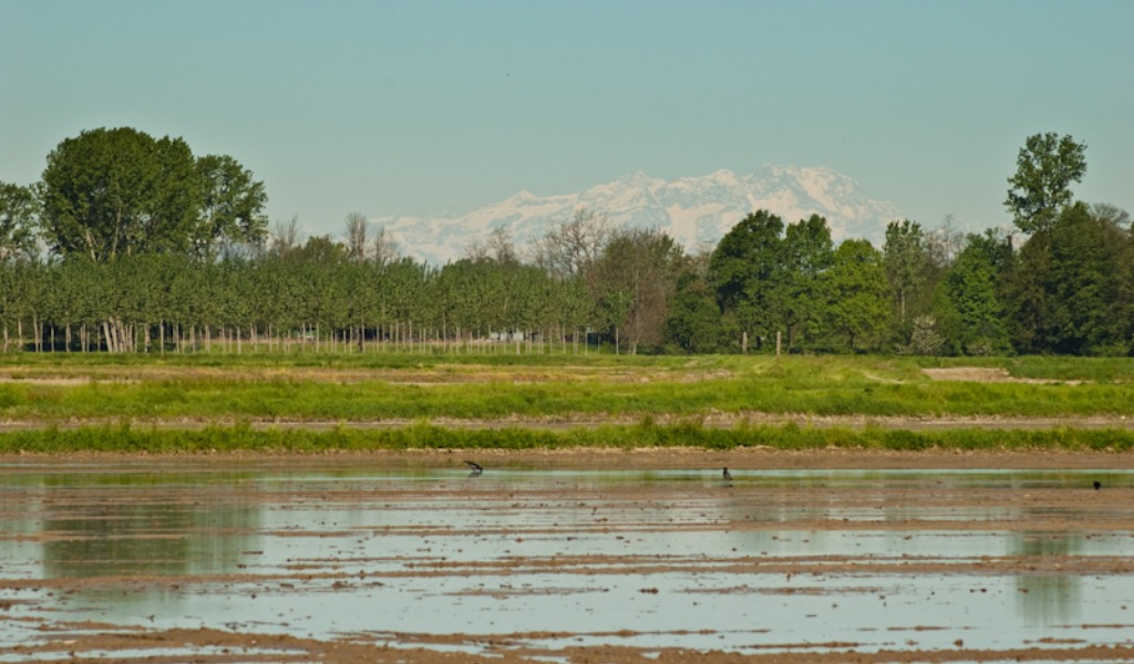 Siccità e caldo, allarme in provincia di Pavia: la Lomellina rischia di perdere parte dei raccolti di riso