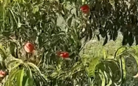 Trappola per Popillia japonica: il rimedio di Albano con l’ammorbidente al lampone