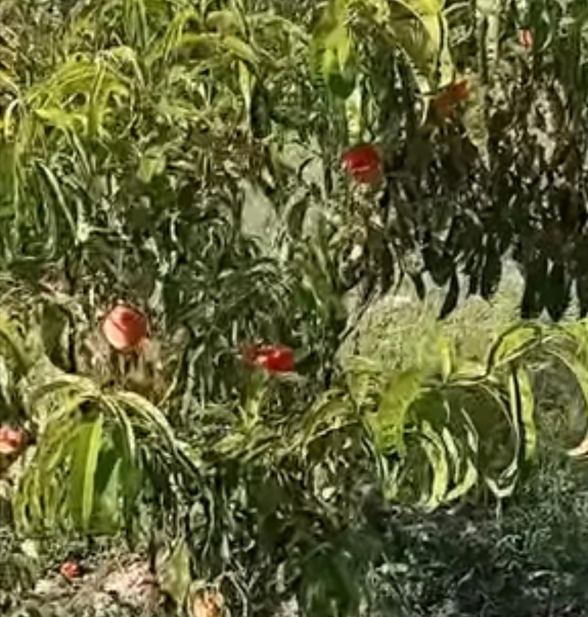 Trappola per Popillia japonica: il rimedio di Albano con l’ammorbidente al lampone