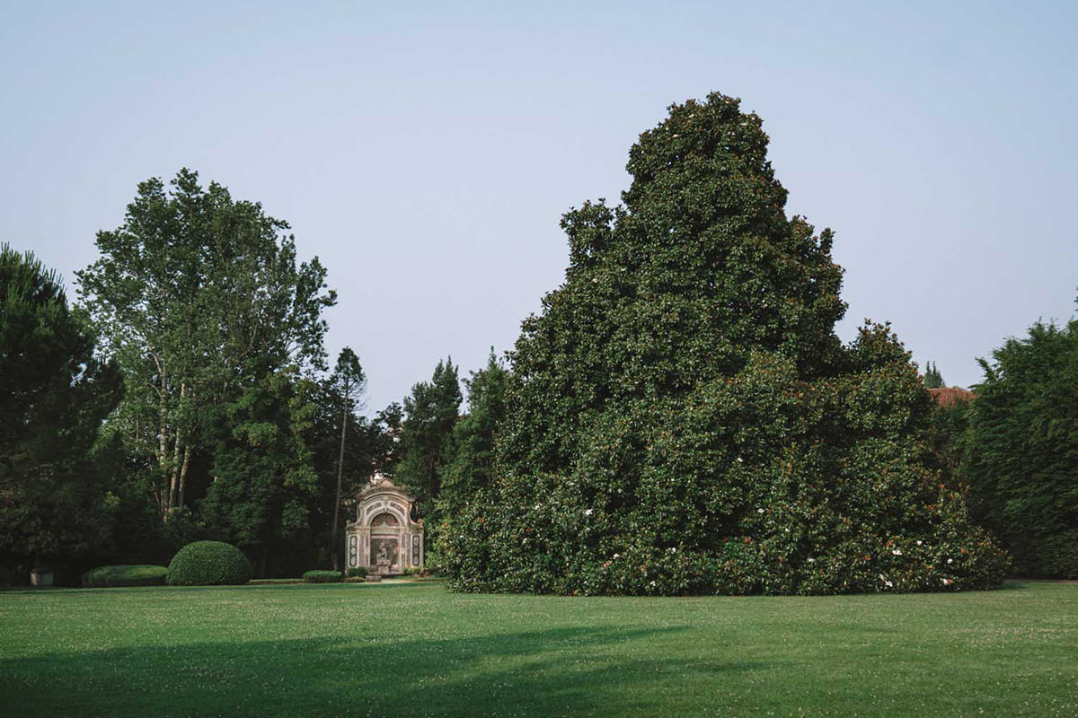 Una maestosa magnolia di via Statale diventa albero monumentale