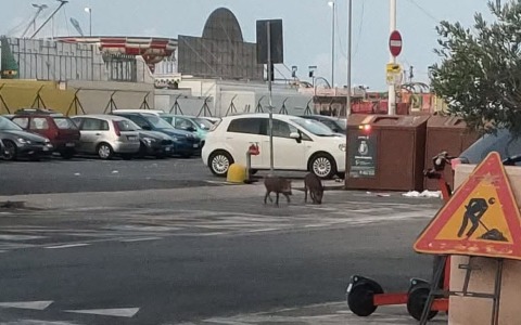 Va a gettare la spazzatura, perde la tessera e viene rincorsa dai cinghiali