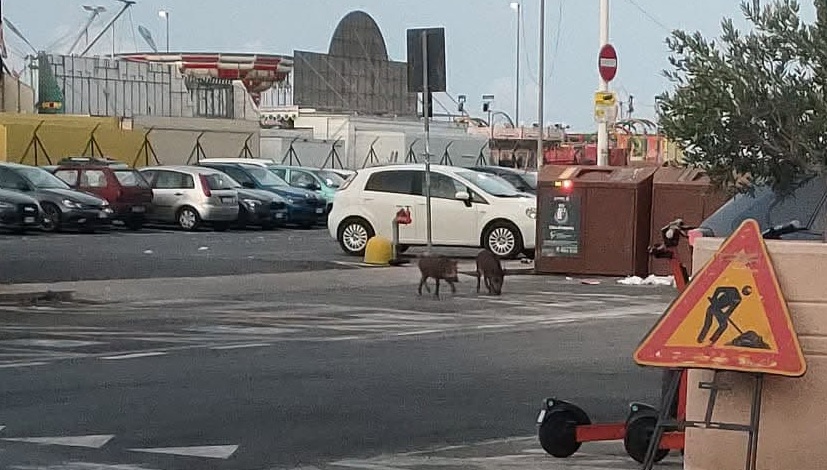 Va a gettare la spazzatura, perde la tessera e viene rincorsa dai cinghiali
