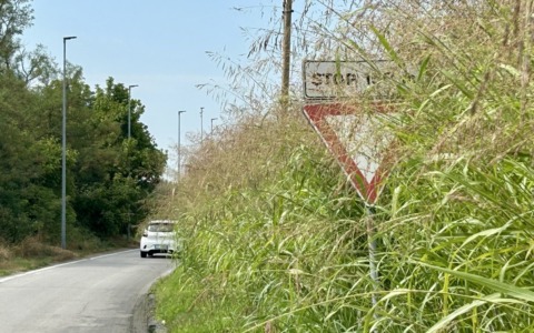 Via Carengo è una magagna perenne: erba altissima e segnali stradali oscurati