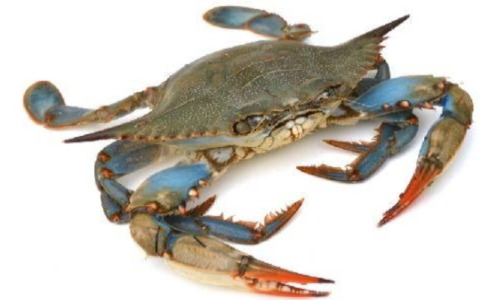A Cesenatico il test dei polpi contro il granchio blu