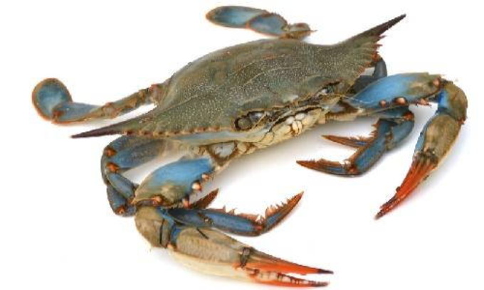 A Cesenatico il test dei polpi contro il granchio blu