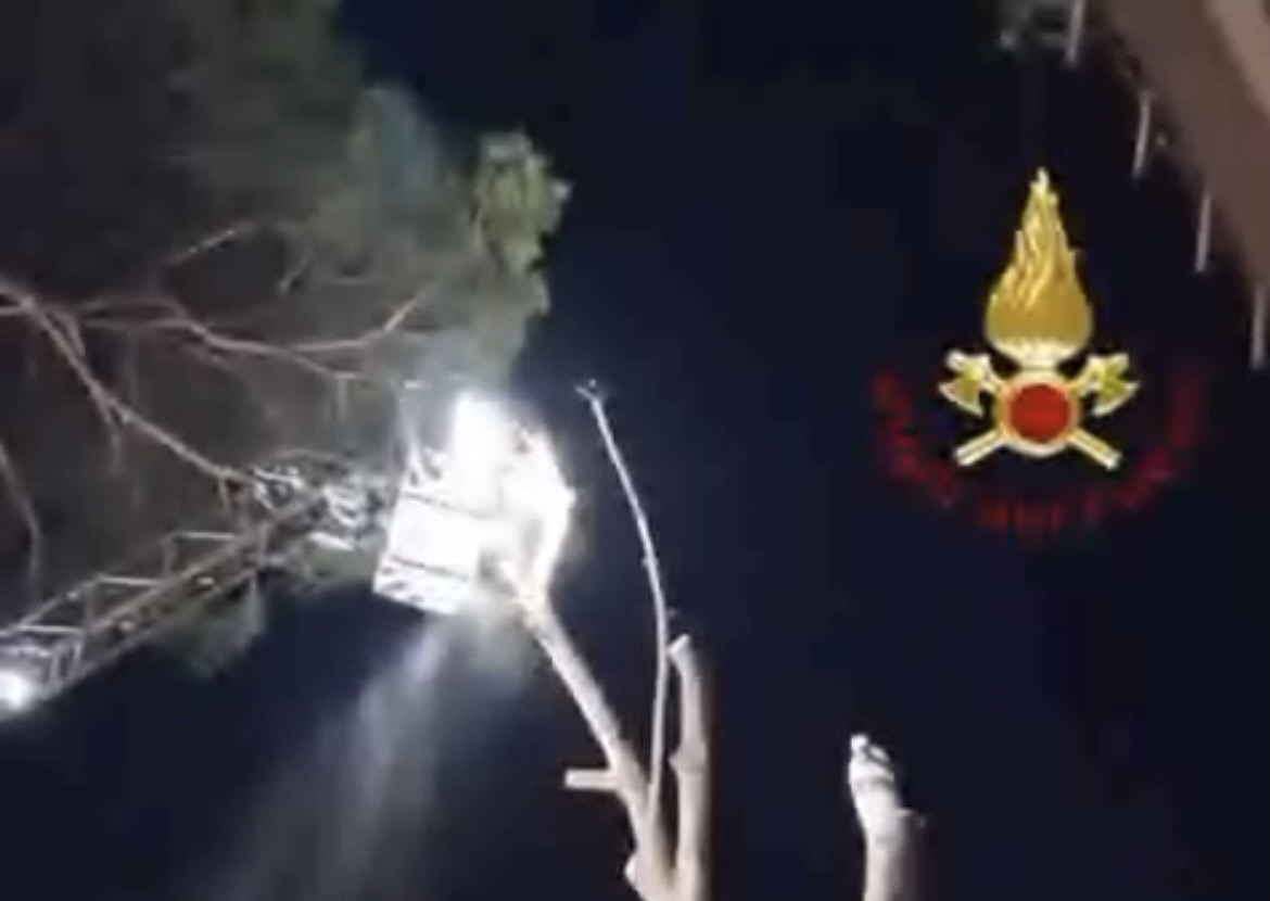 Abbattuto un albero pericolante. IL VIDEO