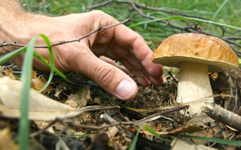 Al Nord i primi porcini dopo la siccità. I consigli dei micologi piemontesi
