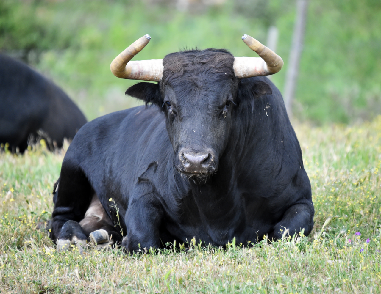 Allevatore muore dopo l’attacco di un toro in cascina