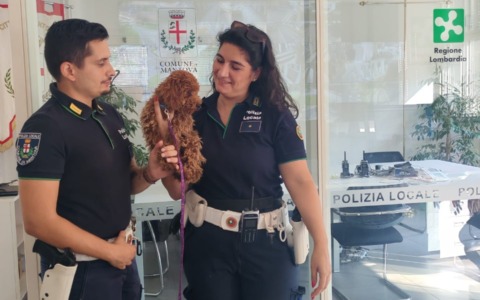 Barboncino vaga disorientato in rotonda, la Polizia Locale di Mantova lo salva e lo riporta a casa