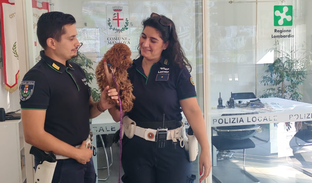Barboncino vaga disorientato in rotonda, la Polizia Locale di Mantova lo salva e lo riporta a casa