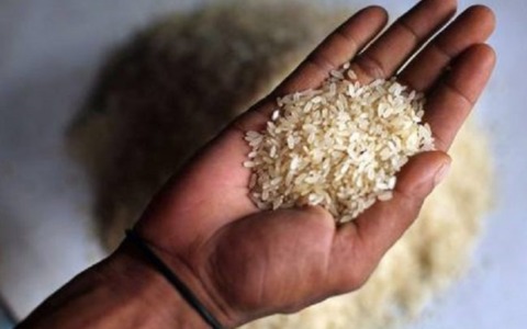 Coldiretti Novara-Vco: «Il crollo del prezzo del riso mette in ginocchio le aziende agricole»