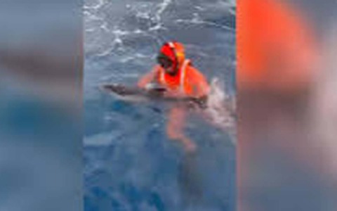 Cucciolo di delfino salvato a Terrasini dalla Guardia Costiera