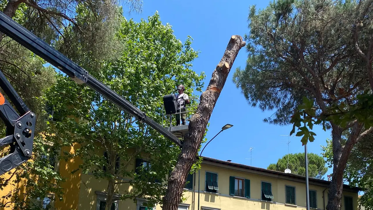 Emergenza cocciniglia del pino