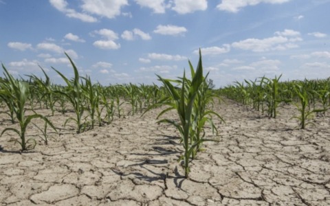 Emergenza siccità tra Milano, Lodi e Brianza: canali a secco e raccolti a rischio. L’allarme degli agricoltori