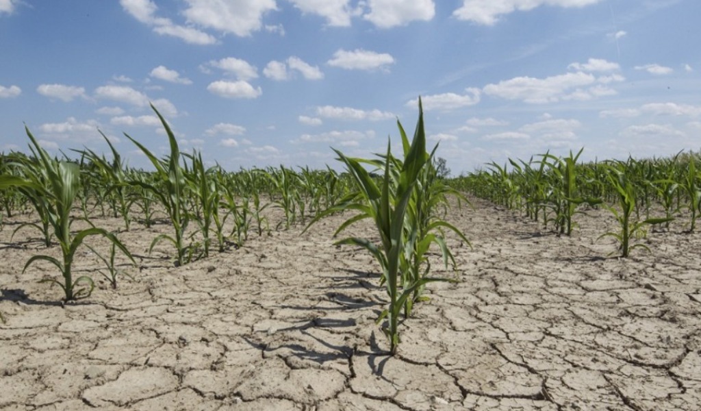 Emergenza siccità tra Milano, Lodi e Brianza: canali a secco e raccolti a rischio. L’allarme degli agricoltori