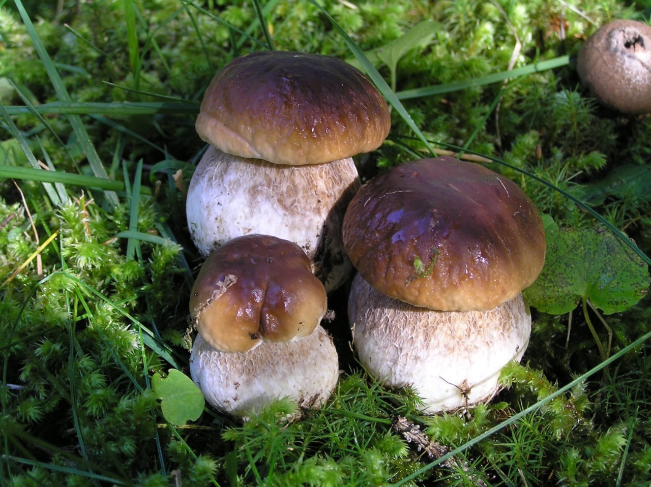 I primi cinquant’anni della Mostra del Fungo e della Natura di Villa d’Ogna
