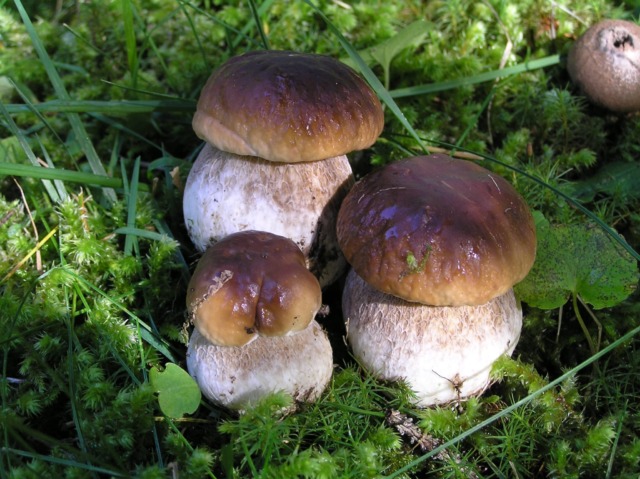 I primi cinquant’anni della Mostra del Fungo e della Natura di Villa d’Ogna