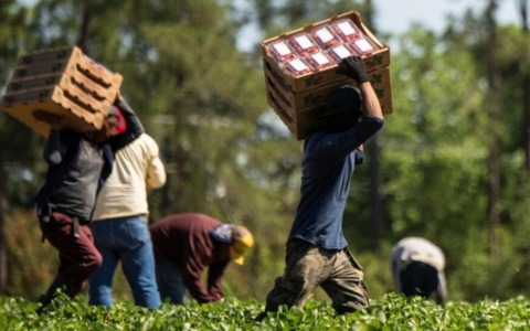Lavoro agricolo di qualità, al via a Lodi il percorso per contrastare sfruttamento e lavoro nero