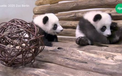 Leni e Lotti, secondo compleanno per le gemelle panda allo zoo di Berlino