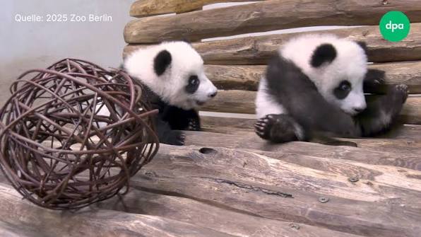 Leni e Lotti, secondo compleanno per le gemelle panda allo zoo di Berlino