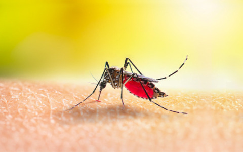 Livorno, caso di Dengue rilevato dopo un viaggio in Africa Centrale: scatta la disinfestazione
