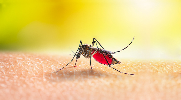 Livorno, caso di Dengue rilevato dopo un viaggio in Africa Centrale: scatta la disinfestazione