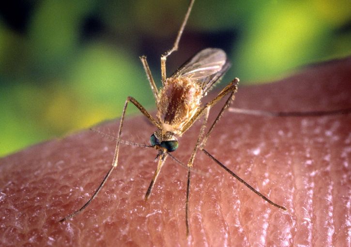 Un caso di dengue per un cittadino di San Giuliano Terme