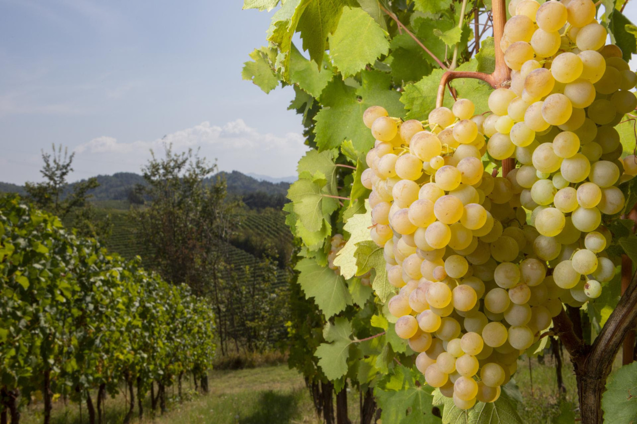 Vendemmia: riaperta temporaneamente tra Novi e Gavi la Strada della Lomellina, chiusa per frana