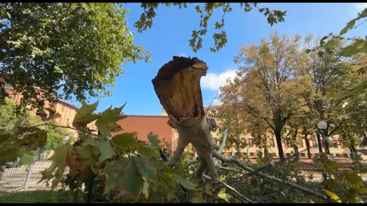 Via Lombardi, il maltempo ha spezzato l’albero della “discordia”