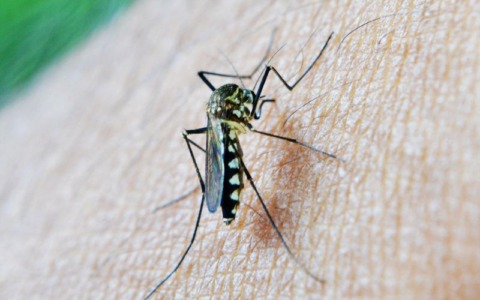 Virus West Nile sulla carcassa di una cornacchia