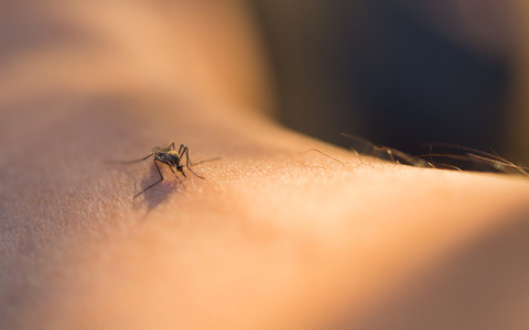 West Nile, primo caso in provincia di Frosinone