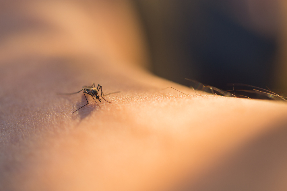 West Nile, primo caso in provincia di Frosinone