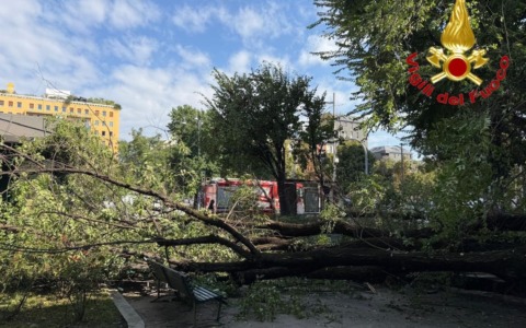 Albero sradicato a Milano, tre passanti feriti