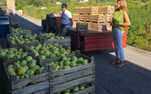 Celle frigorifere per i produttori agricoli per garantire continuità al servizio di stoccaggio