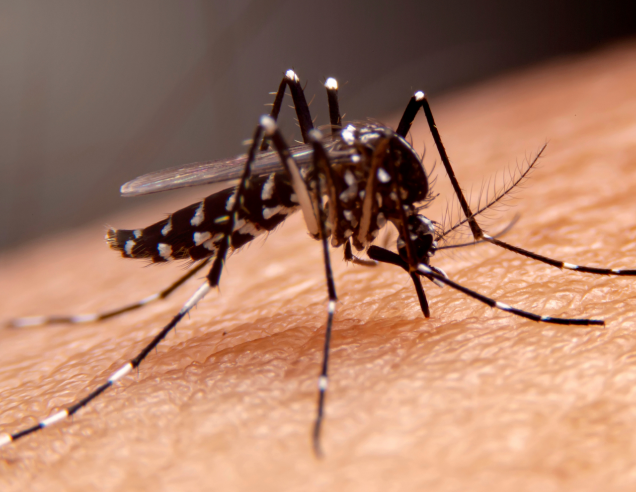 Disinfestazioni straordinarie dopo due casi sospetti di Dengue