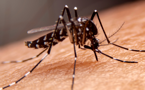 Disinfestazioni straordinarie dopo due casi sospetti di Dengue